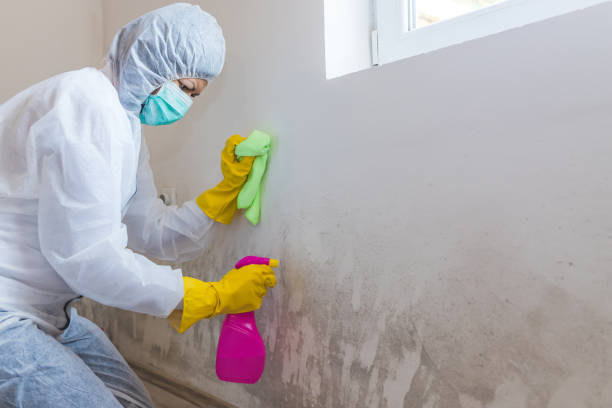 Biohazard Mold Removal in Orange City, IA